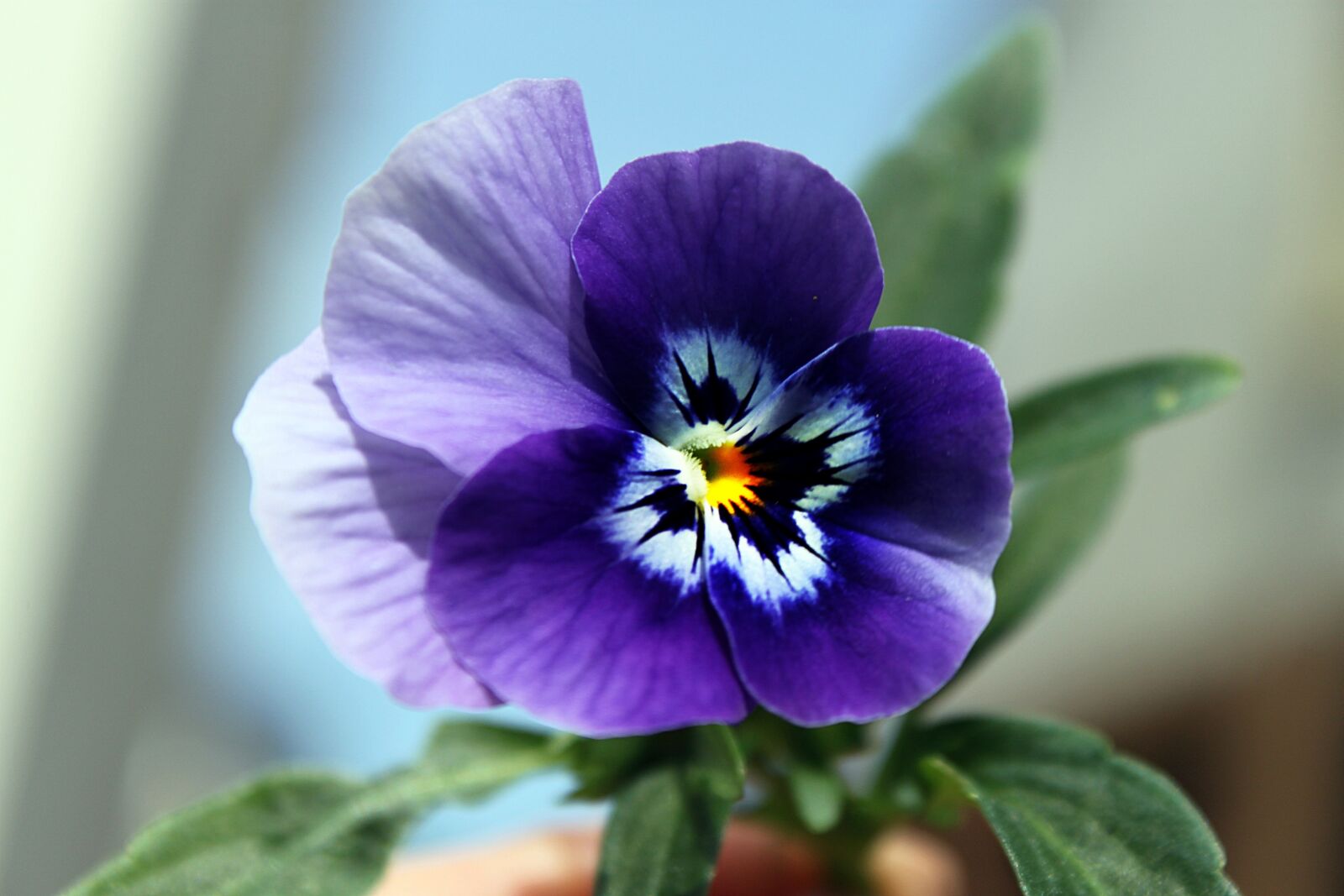 Canon EOS 500D (EOS Rebel T1i / EOS Kiss X3) sample photo. Pansy, flower, nature photography