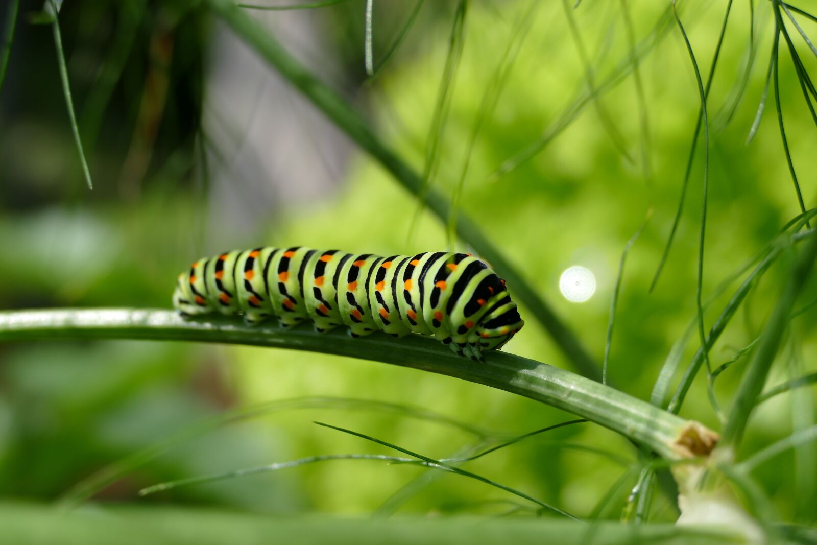Panasonic Lumix DMC-FZ1000 sample photo. Caterpillar, swallowtail caterpillar, butterfly photography