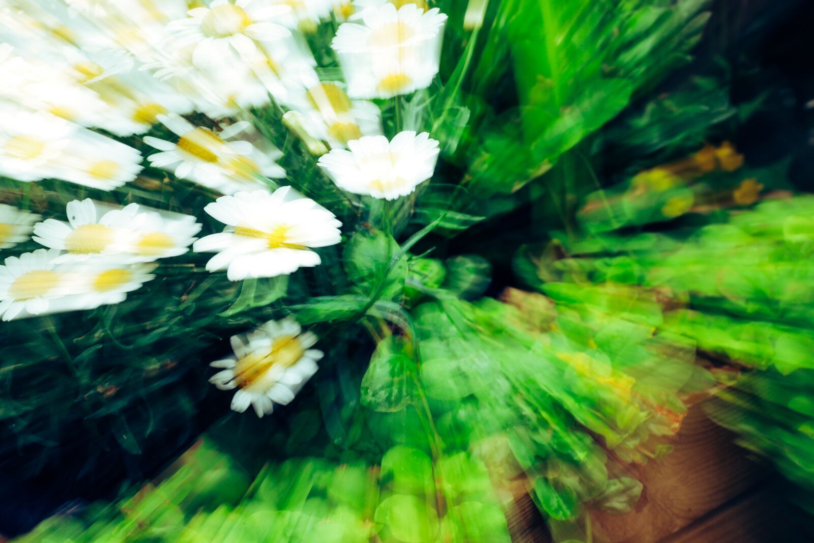 Canon RF 24-240mm F4-6.3 IS USM sample photo. Daisies flower, flower, summer photography