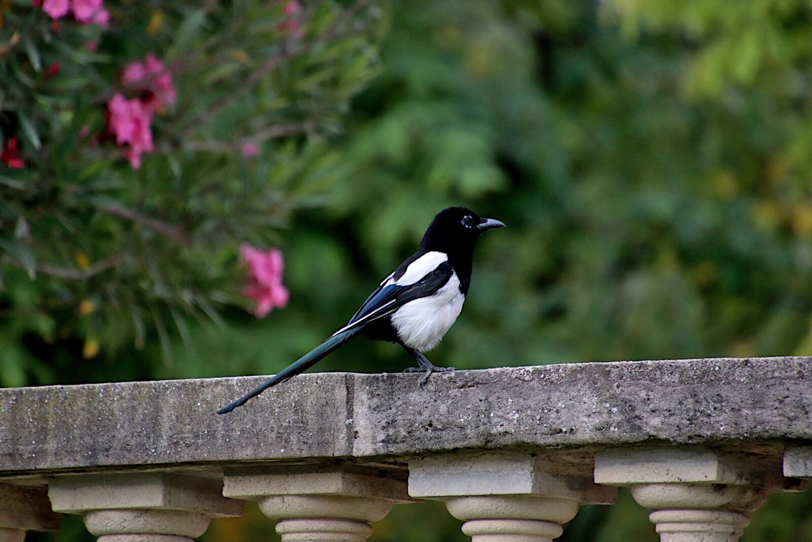 Tamron 18-400mm F3.5-6.3 Di II VC HLD sample photo. Birds, animals, wings photography