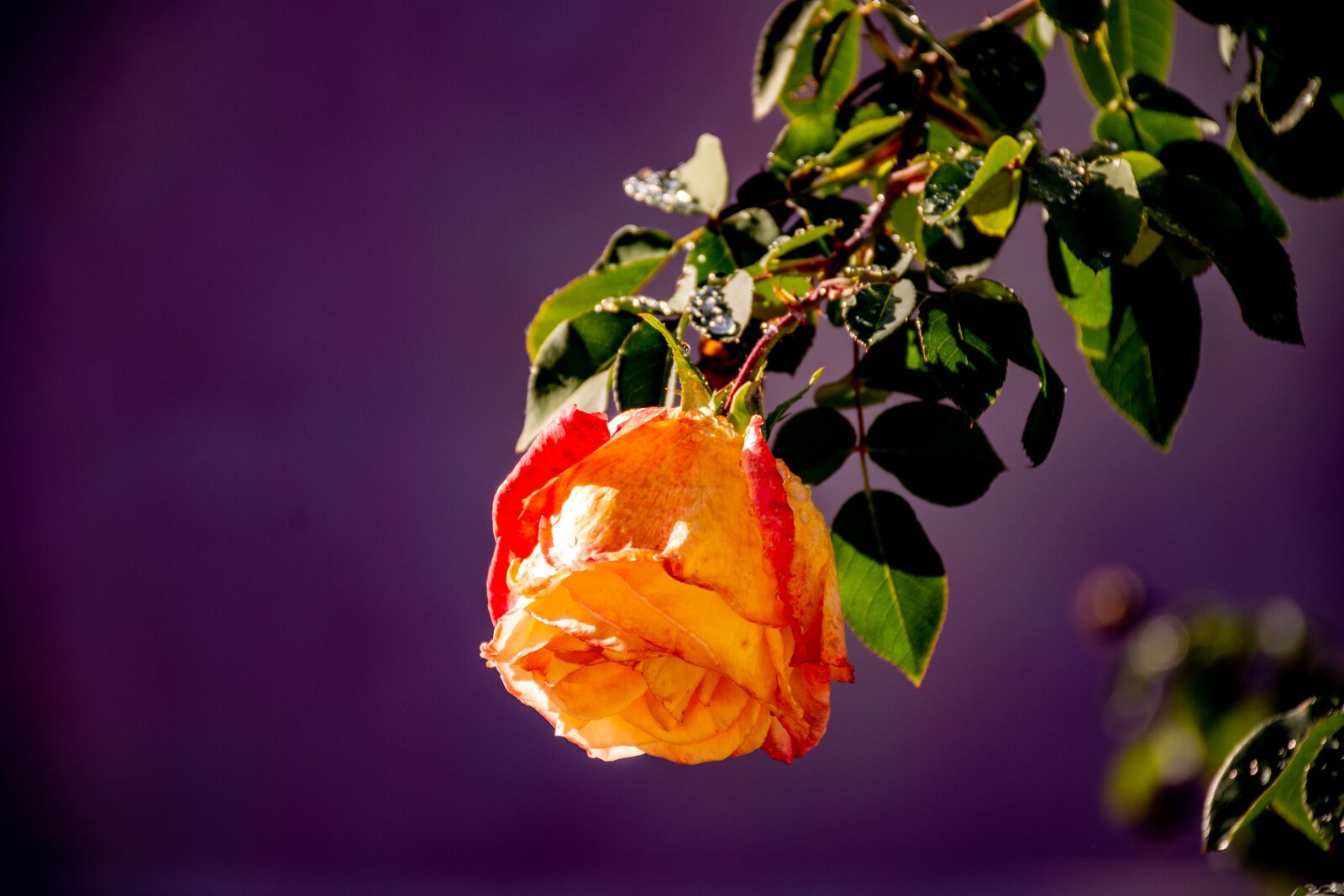 Nikon D7200 sample photo. Nature, purple, rose photography