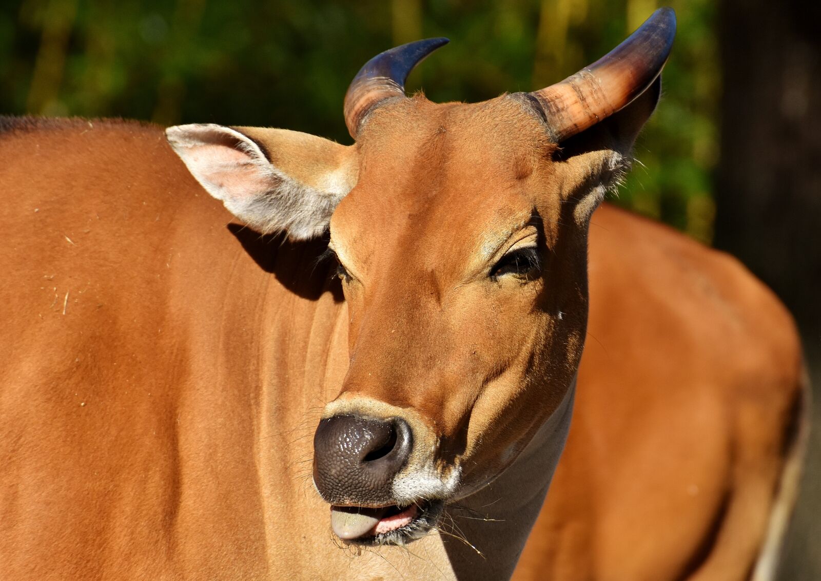 Nikon D7200 sample photo. Banteng, beef, bos javanicus photography