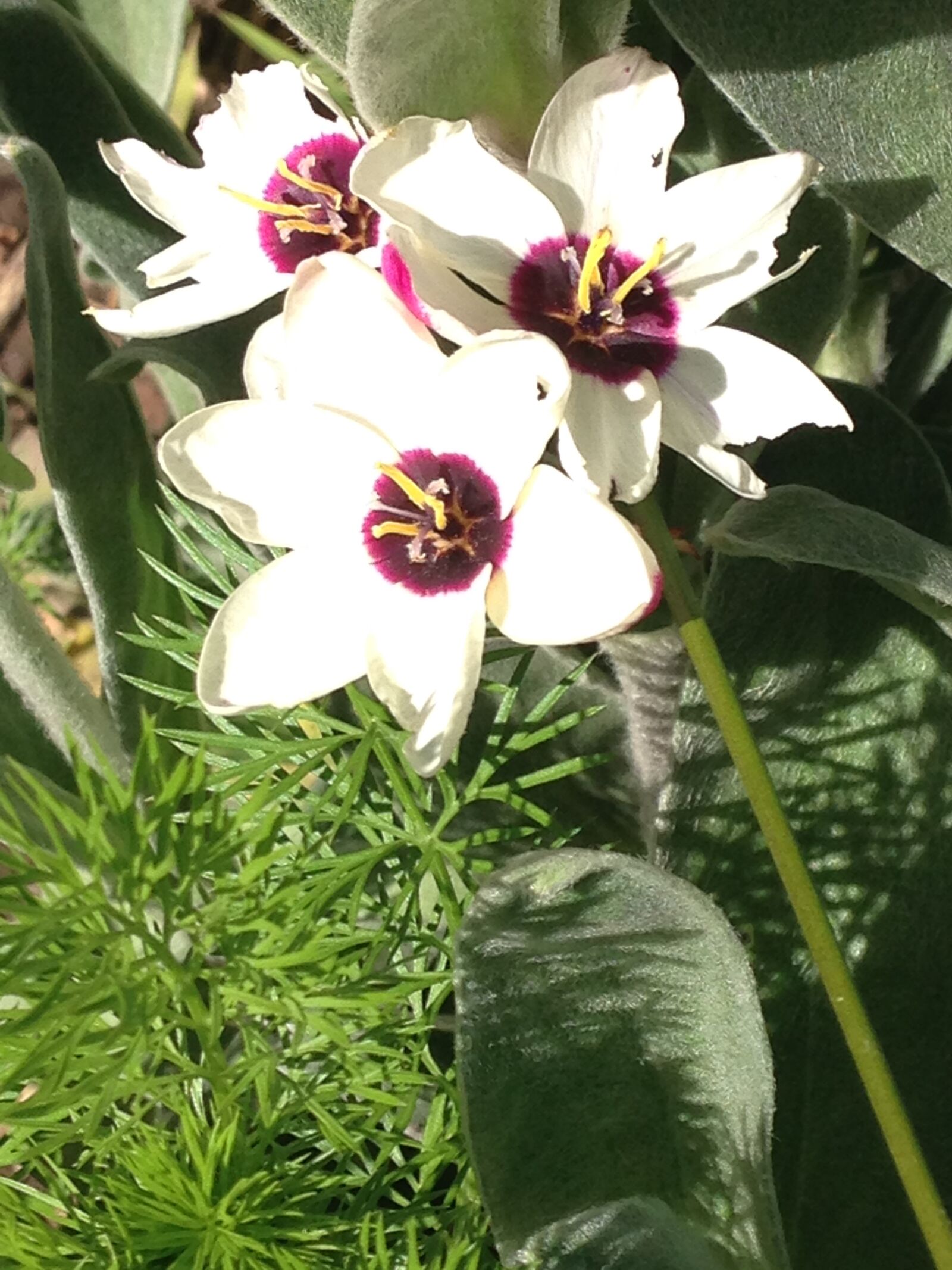 iPhone 5c back camera 4.12mm f/2.4 sample photo. Flower, flowers, passion, flower photography