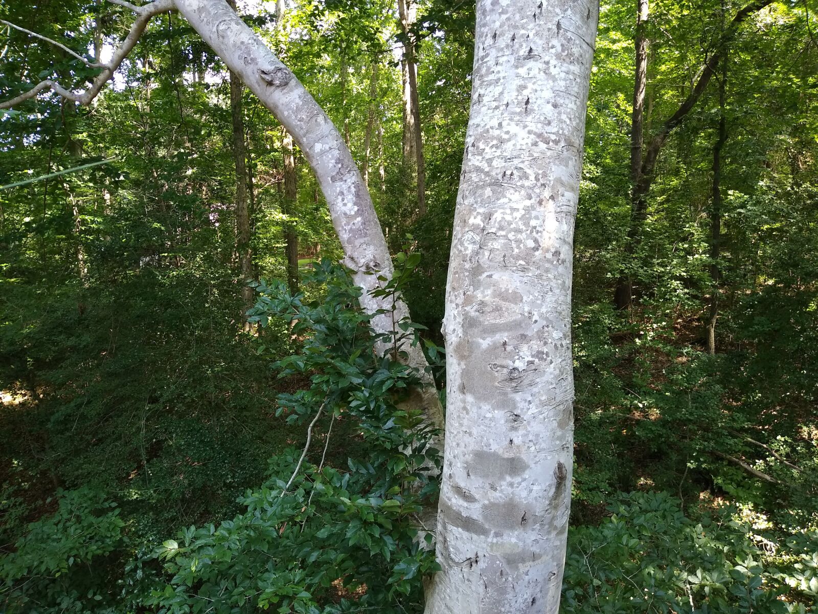 Motorola moto g(7) power sample photo. Tree, forest, woods photography