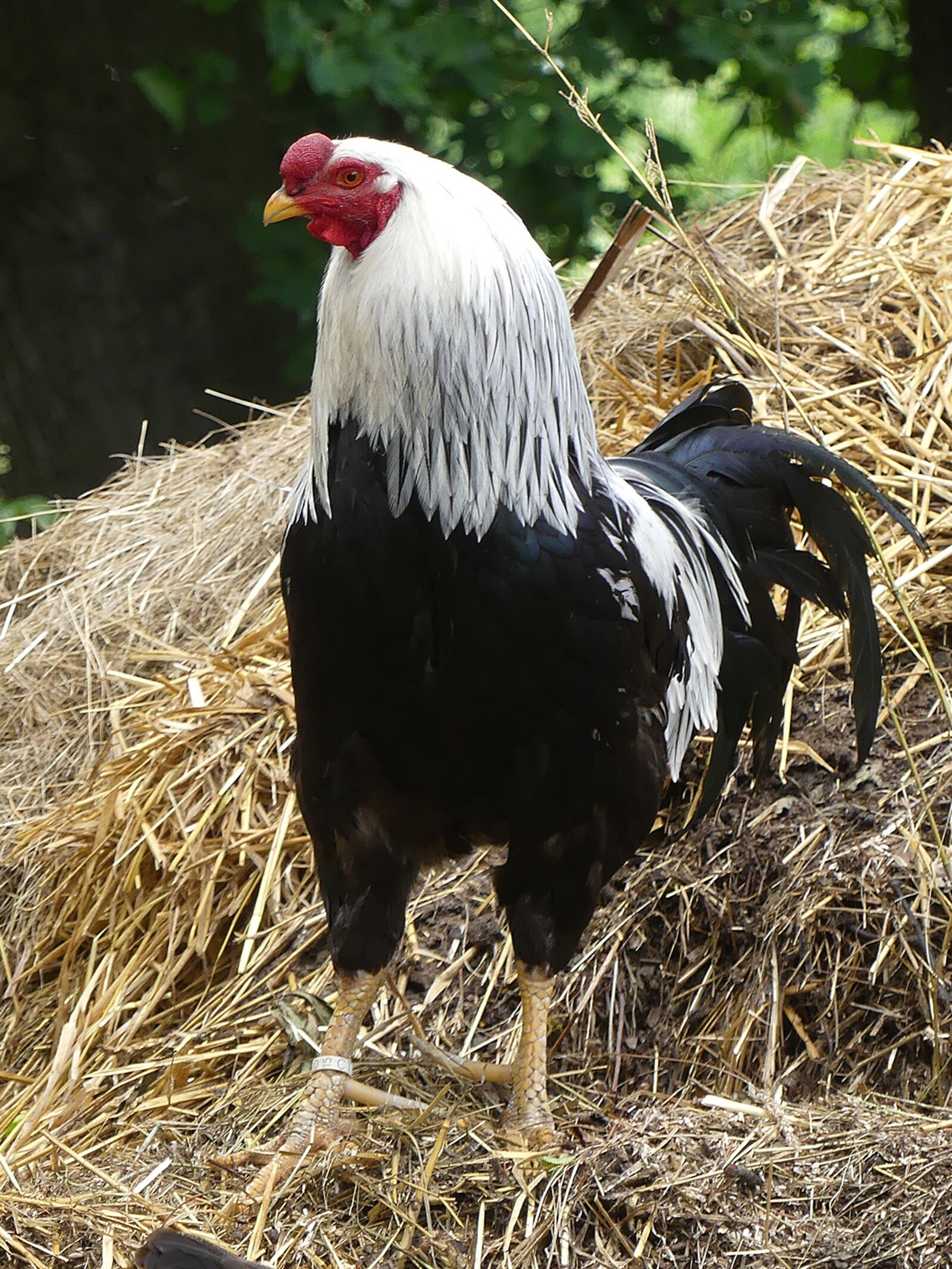 Panasonic Lumix DMC-FZ300 sample photo. Hahn, animals, poultry photography