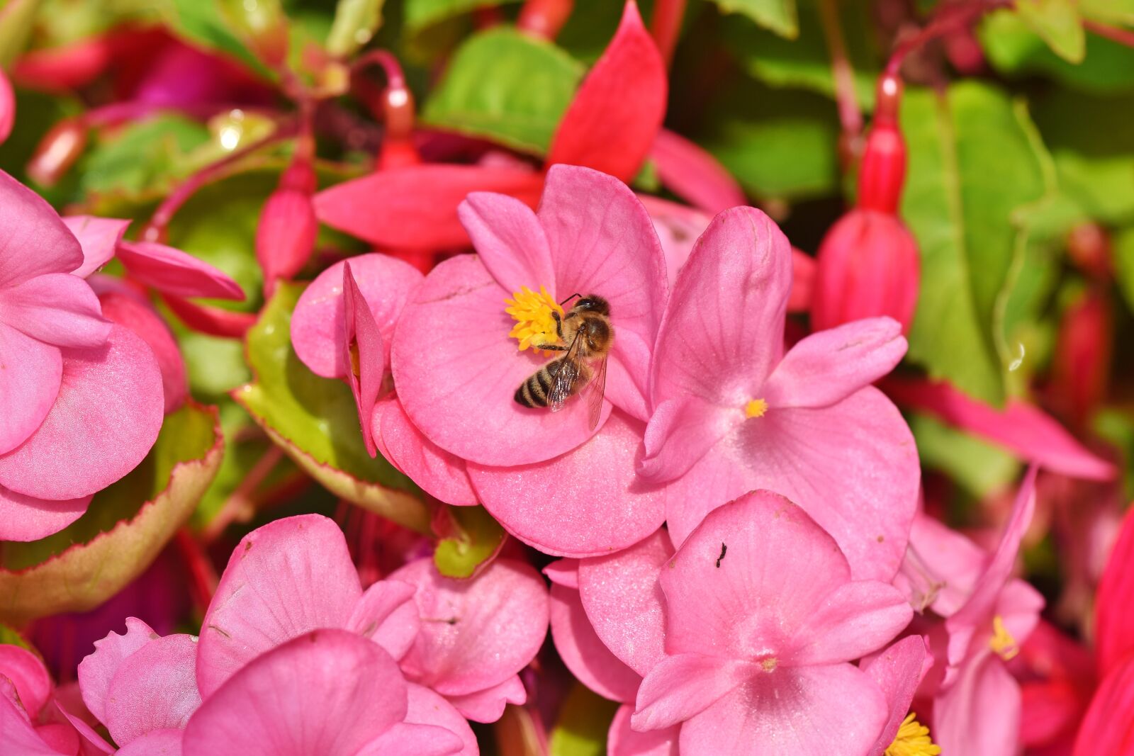 Nikon D7200 sample photo. Begonia, schiefblatt, skew sheet photography