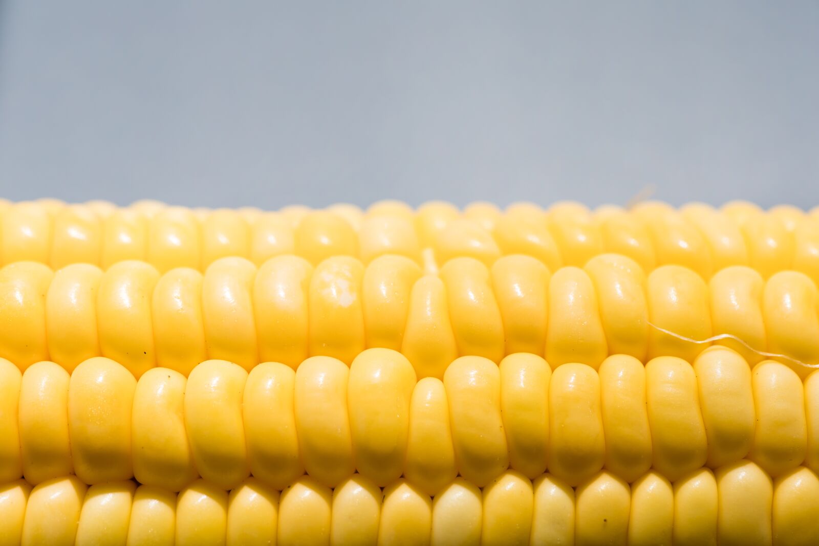 Canon EOS RP sample photo. Corn, close-up, yellow photography
