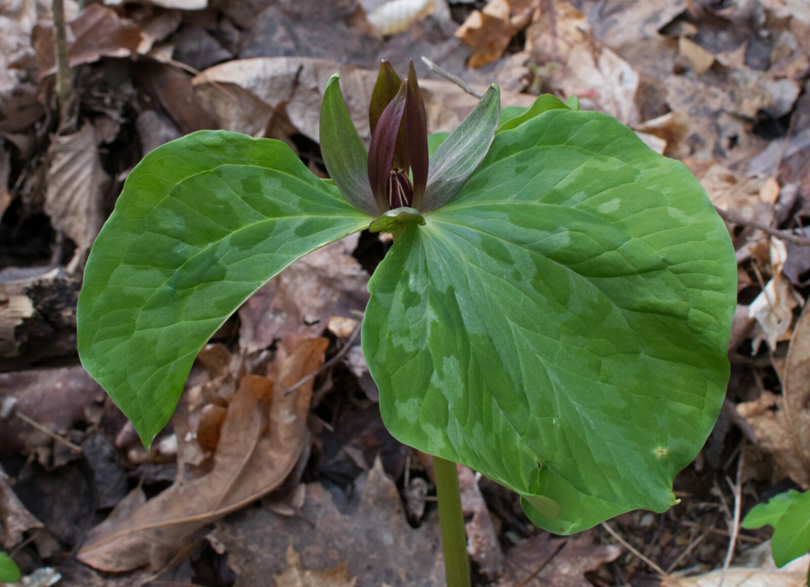 Nikon D3300 sample photo. Trillium recurvatum, trillium, wake photography