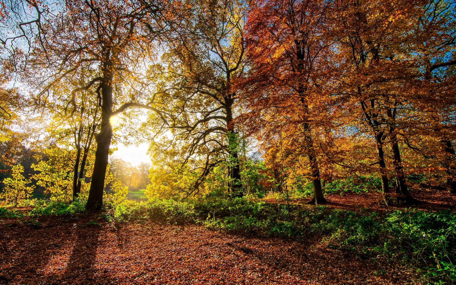 Nikon D7100 sample photo. Tree, dawn, nature, wood photography