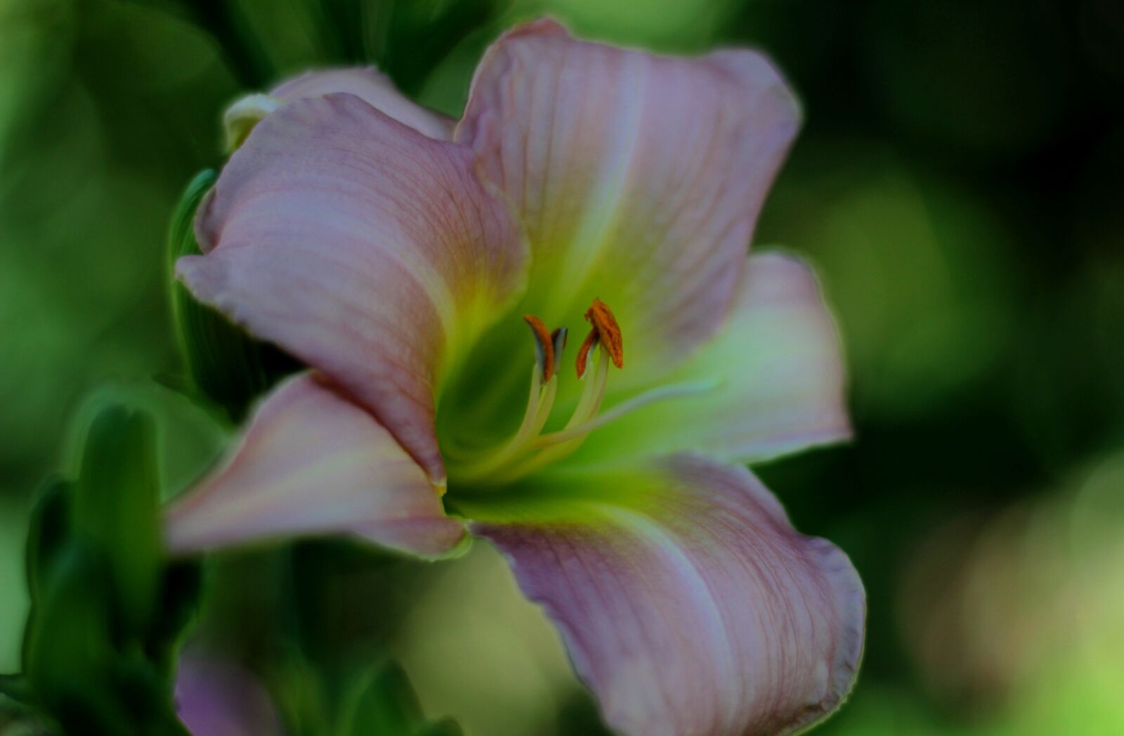 Canon EOS 600D (Rebel EOS T3i / EOS Kiss X5) sample photo. Hemerocallis catherine woodsbury, daylily photography