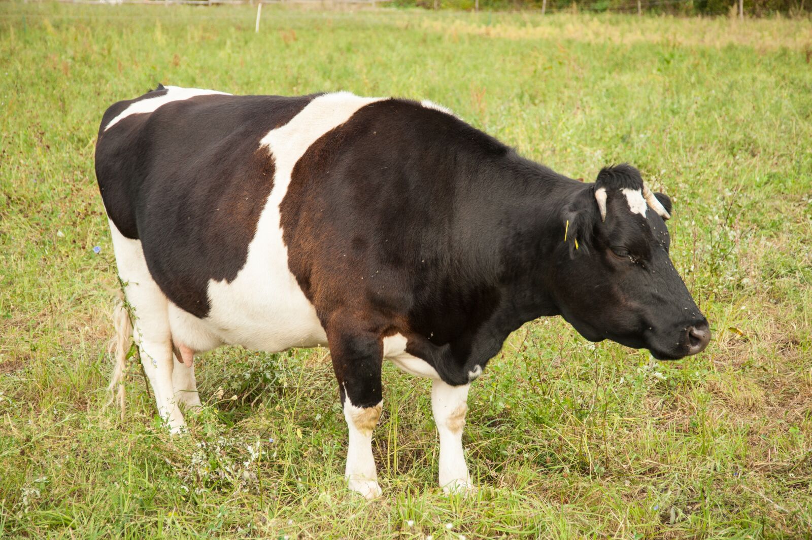 Nikon D700 sample photo. Cow, meadow, beef photography