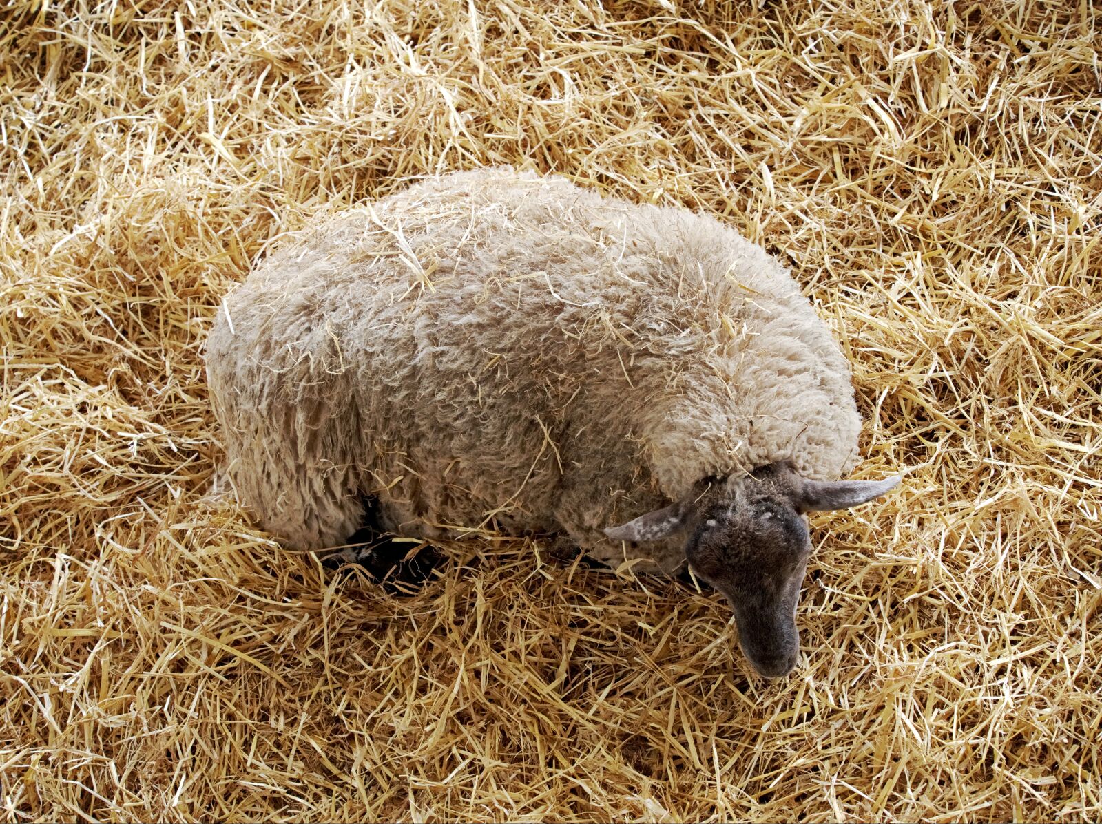 Olympus OM-D E-M5 sample photo. Sheep, above, straw photography