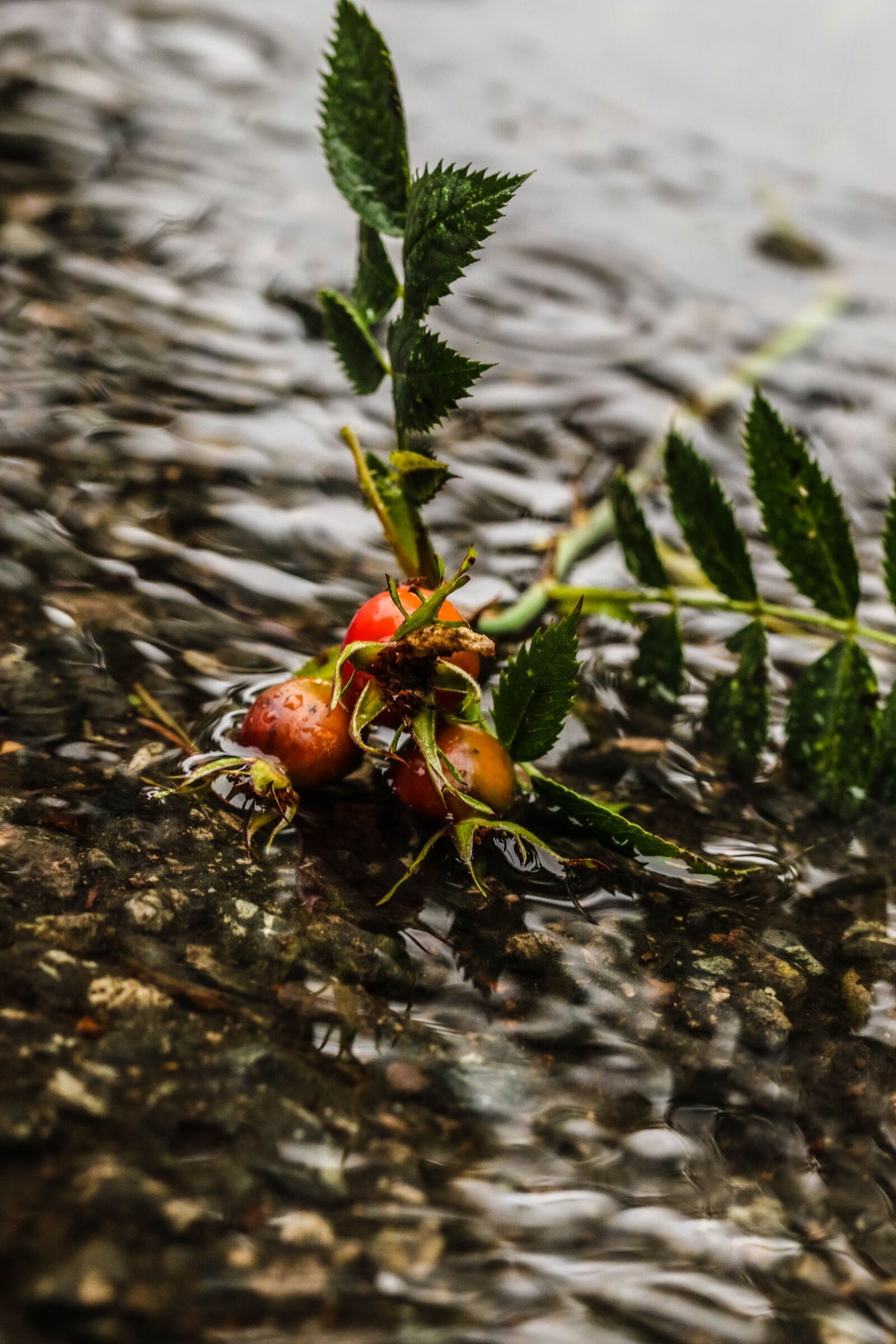 Canon EOS 7D Mark II sample photo. Rose-hip, herb, plant photography