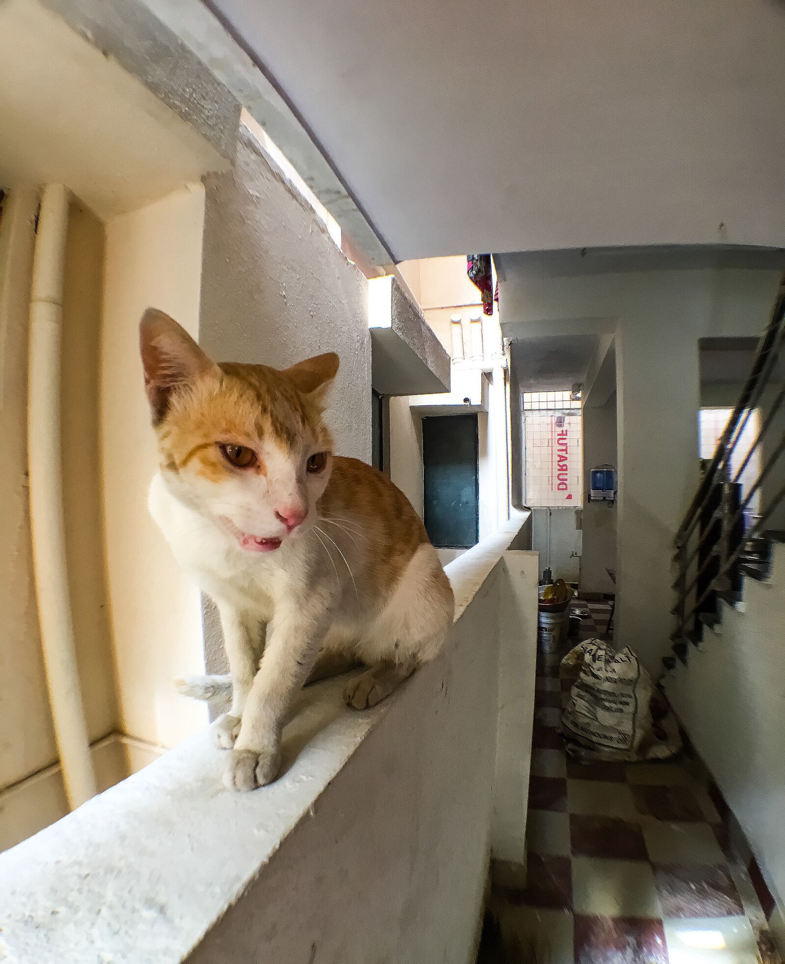 Apple iPhone 6s sample photo. Animal, cat, india, wide photography