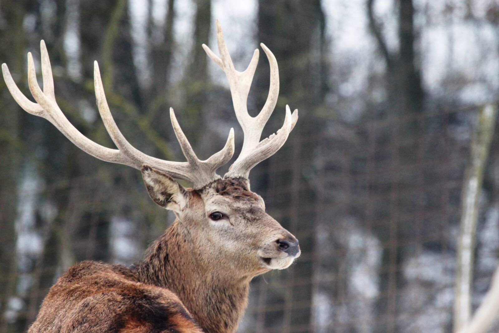 Canon EOS 500D (EOS Rebel T1i / EOS Kiss X3) sample photo. Hirsch, head, animal photography