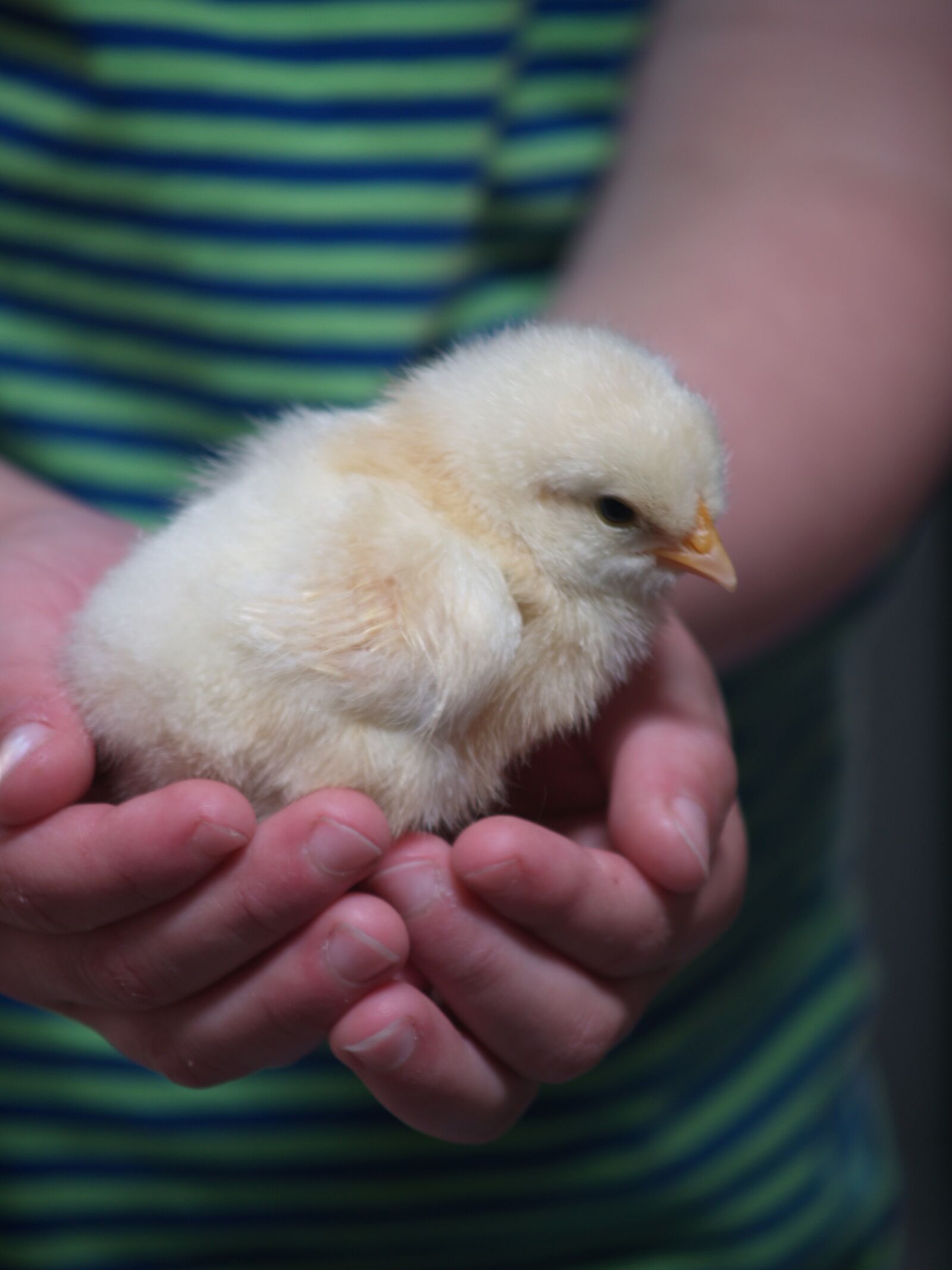 Olympus E-500 (EVOLT E-500) sample photo. Chick, hands, love photography
