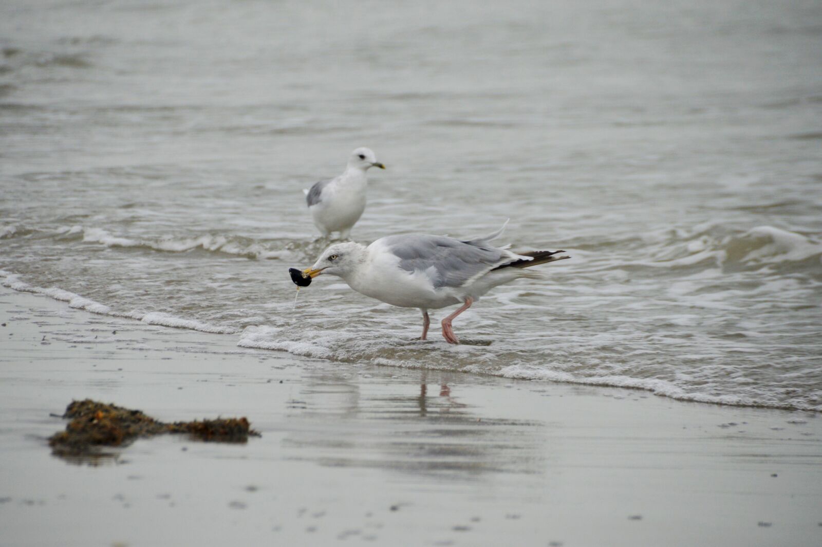 Nikon D3200 sample photo. Sea, beach, stella beach photography