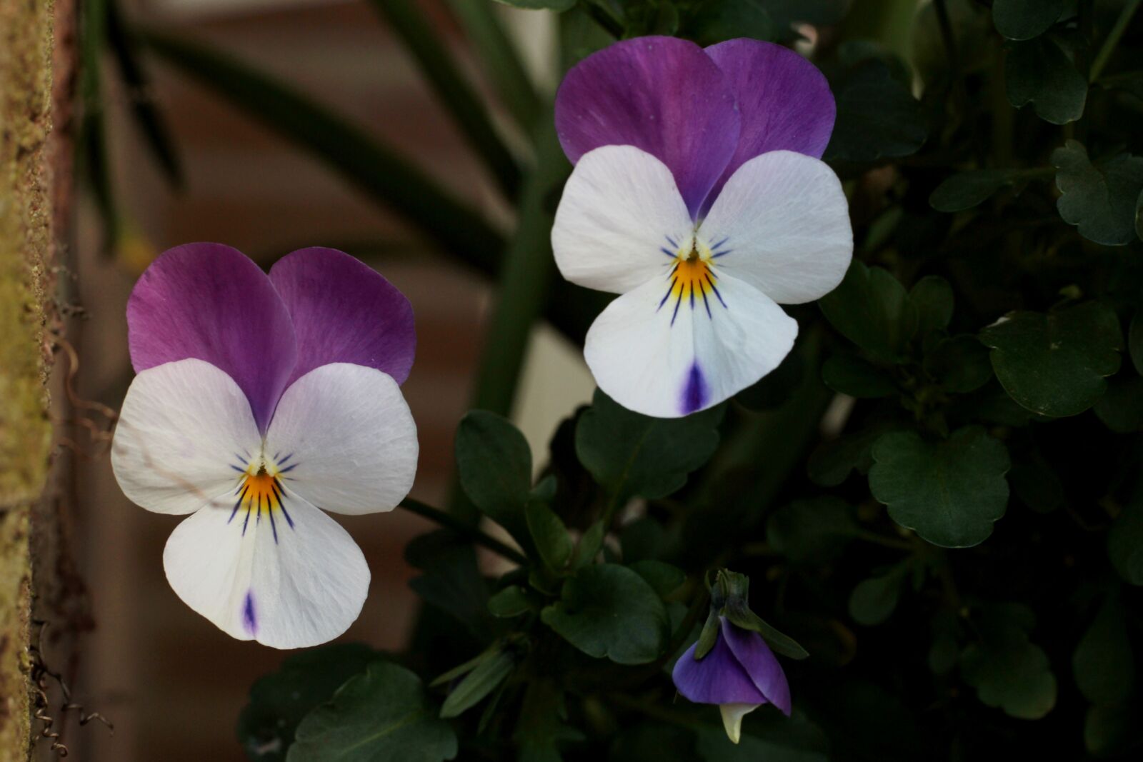 Canon EOS 600D (Rebel EOS T3i / EOS Kiss X5) + Canon EF 50mm F1.8 STM sample photo. Violets, purple, white photography