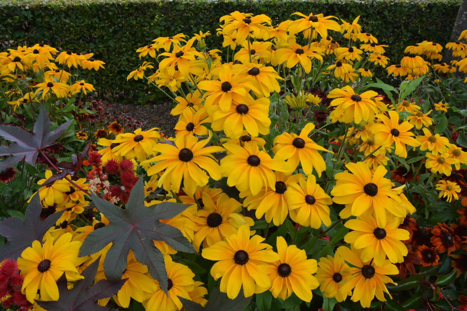 Nikon D5200 sample photo. Yellow flowers, plants, massif photography