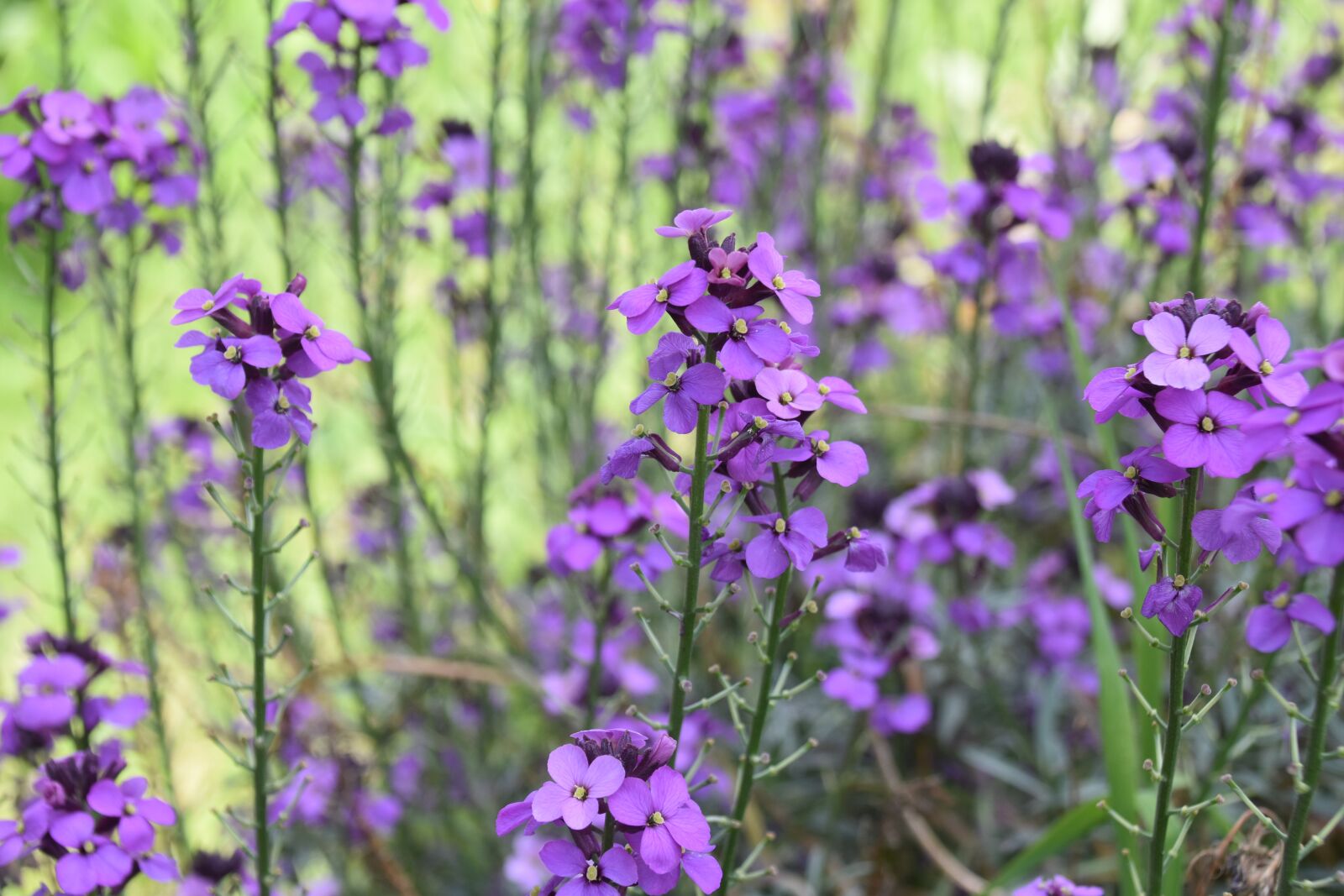 Nikon D5600 sample photo. Flower, flowers, flowers color photography