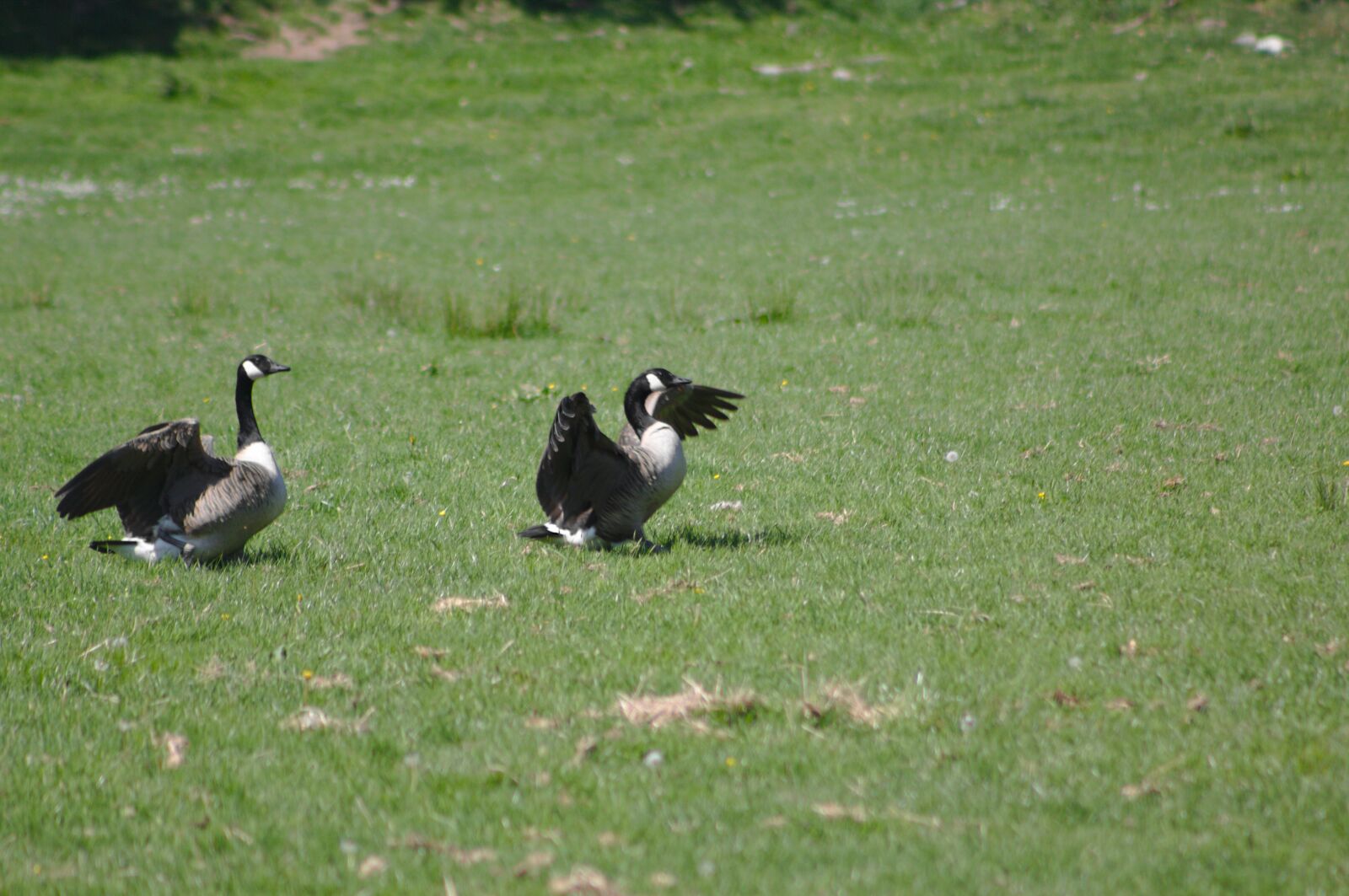 Canon EOS 50D sample photo. Canada goose, branta, canadensis photography