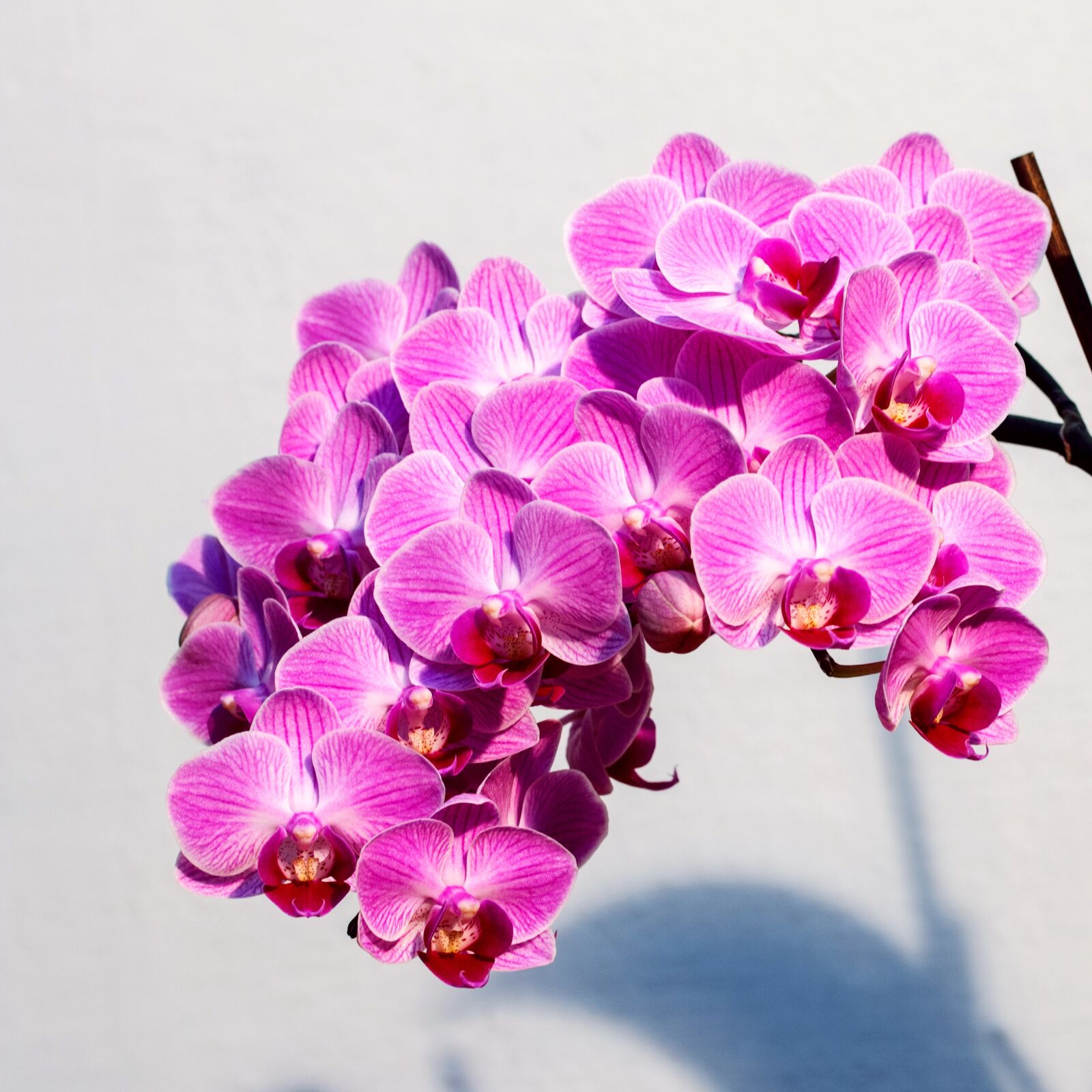 Canon EOS 70D sample photo. Orchid, pink, flower photography