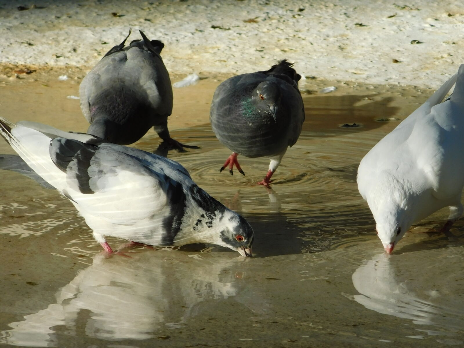 Nikon Coolpix B500 sample photo. Pigeons photography