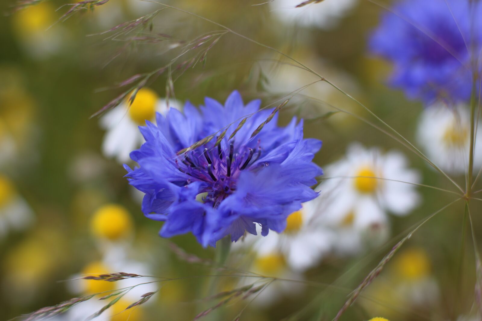 Canon EOS 500D (EOS Rebel T1i / EOS Kiss X3) sample photo. Flower, blossom, bloom photography