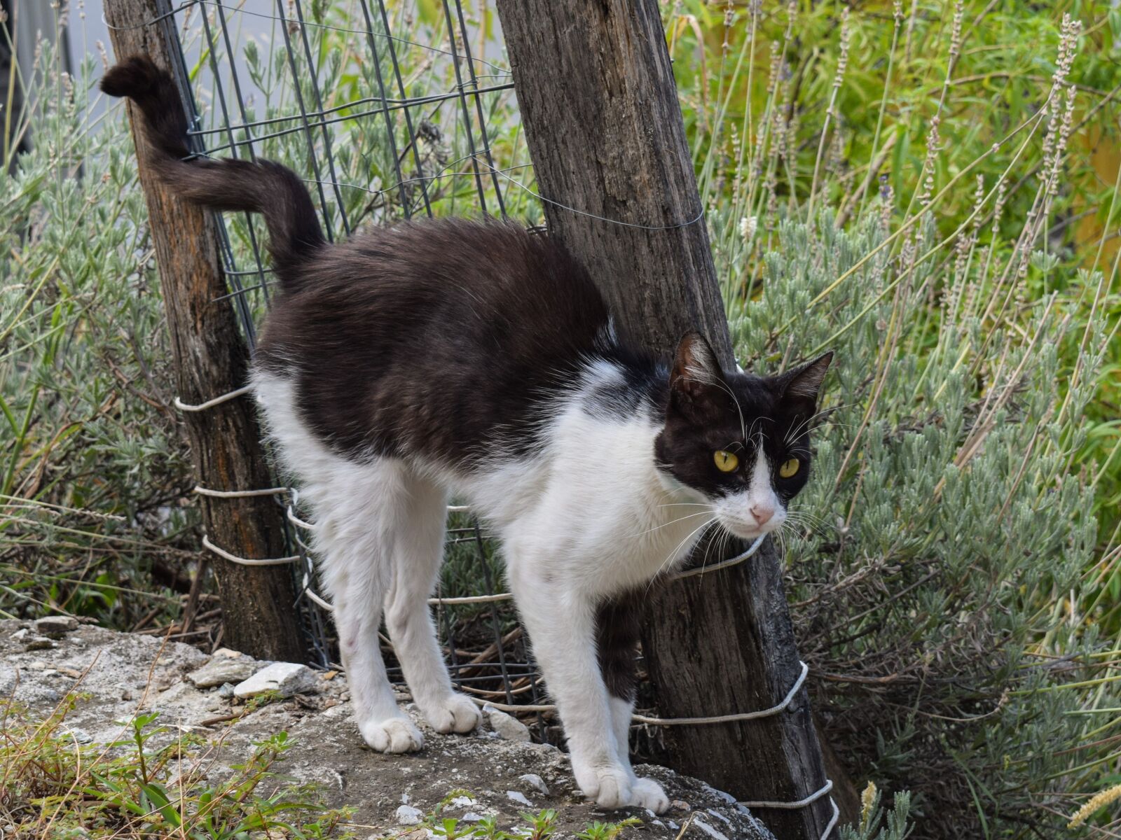 Nikon D3300 sample photo. Cat, stray, animal photography