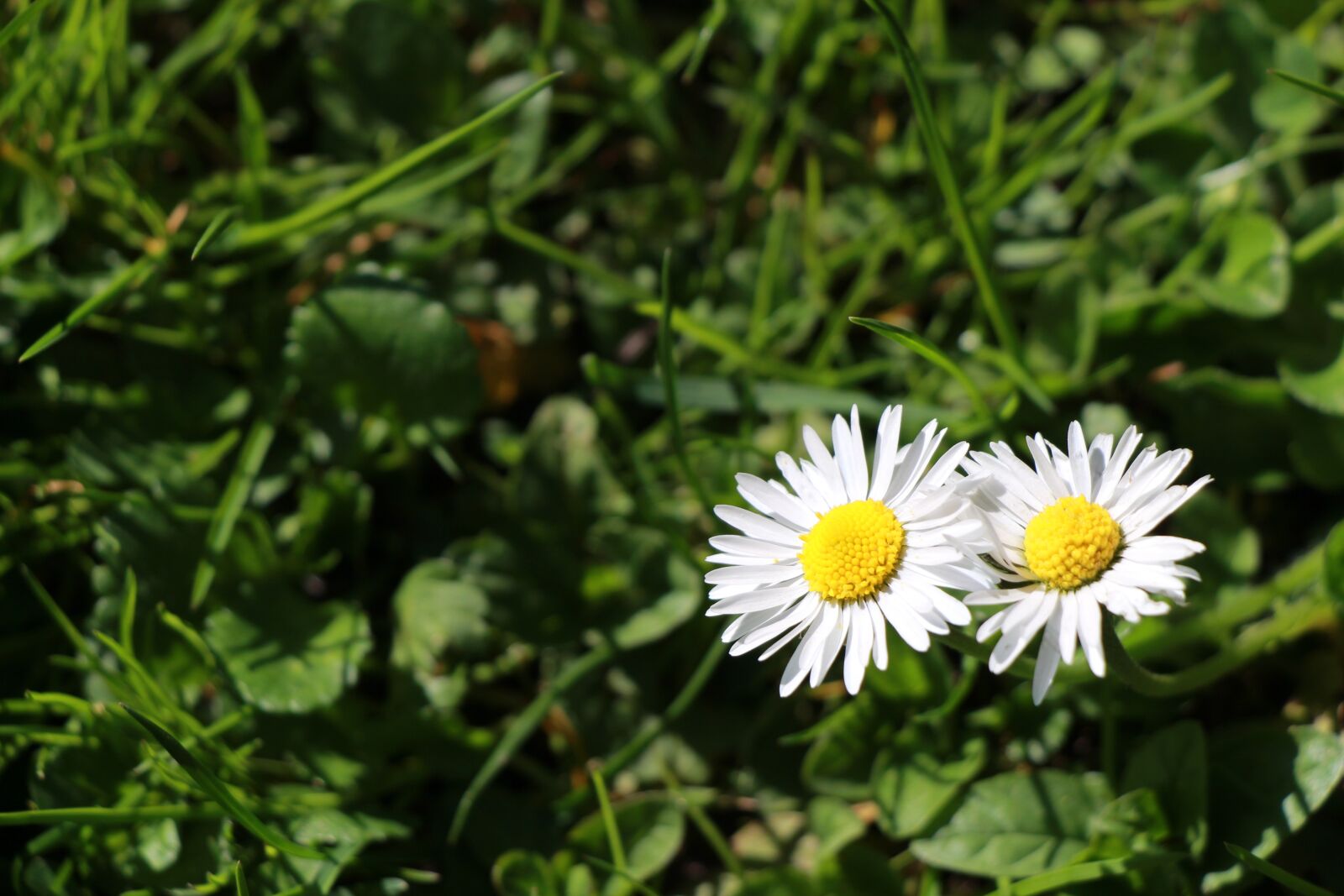 Canon EOS 650D (EOS Rebel T4i / EOS Kiss X6i) sample photo. Daisy, grass, green photography
