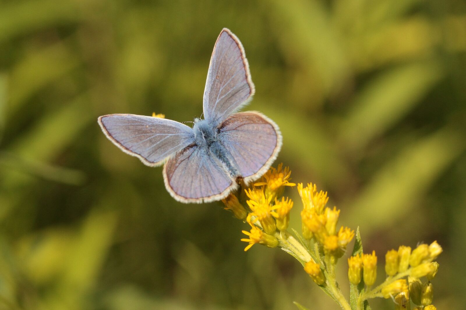 Canon EOS 600D (Rebel EOS T3i / EOS Kiss X5) sample photo. Common blue, butterfly, insect photography