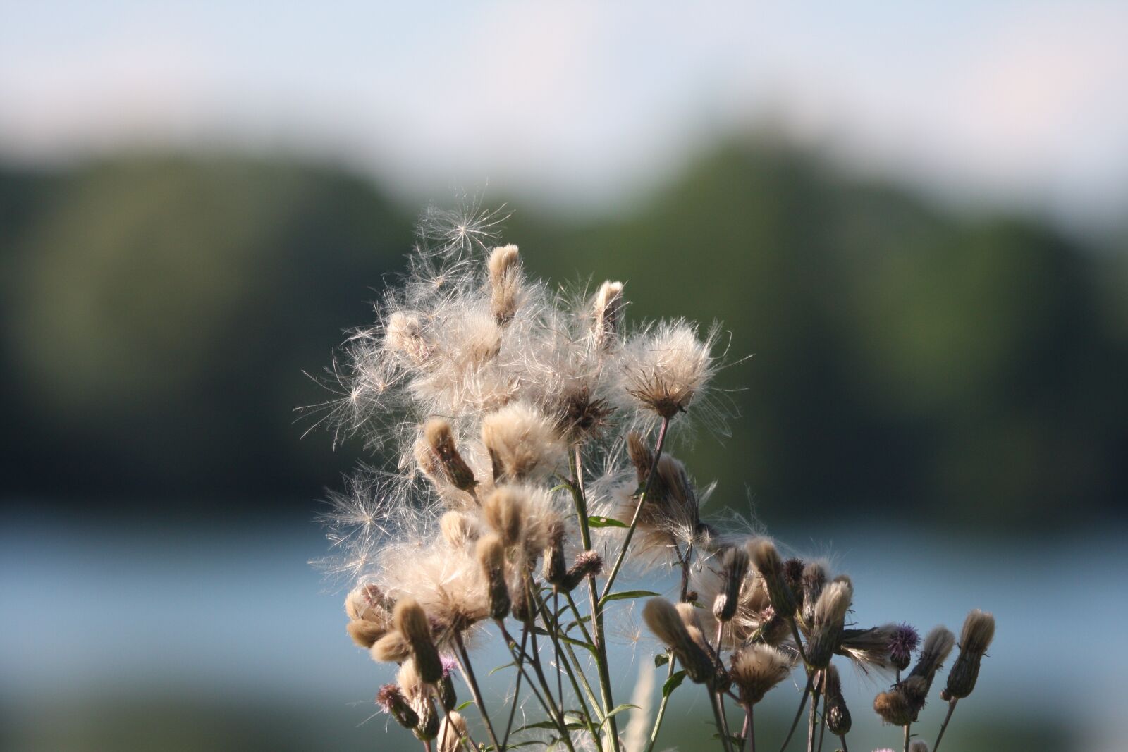 Canon EOS 40D sample photo. Thistle, plant, nature photography