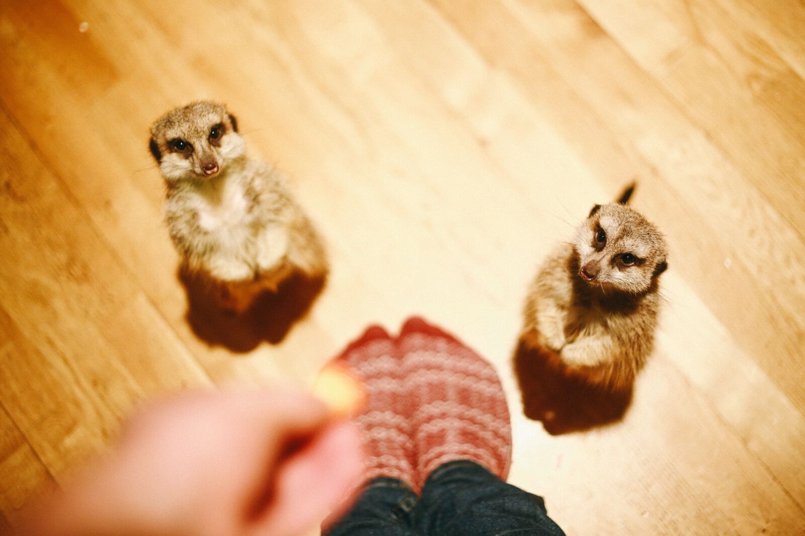 Canon EF 50mm F1.8 II sample photo. Animal, cute, feeding photography
