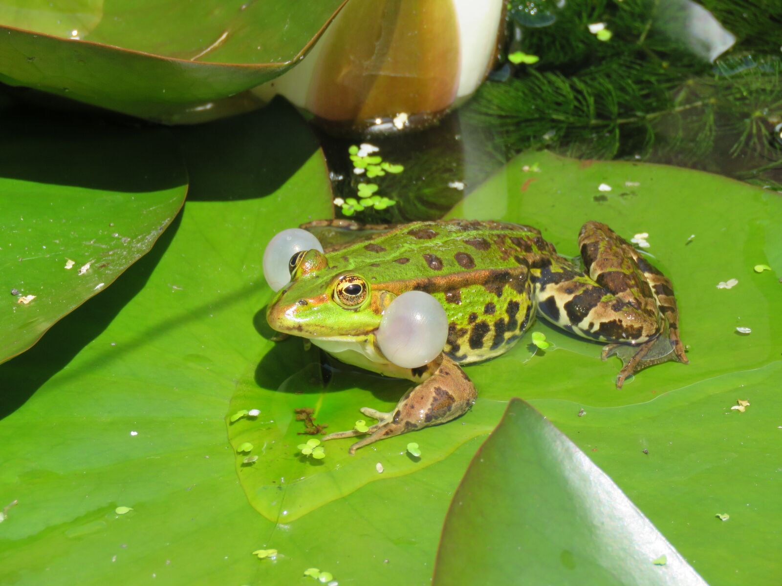 Canon PowerShot SX60 HS sample photo. Frog, croak, nature photography