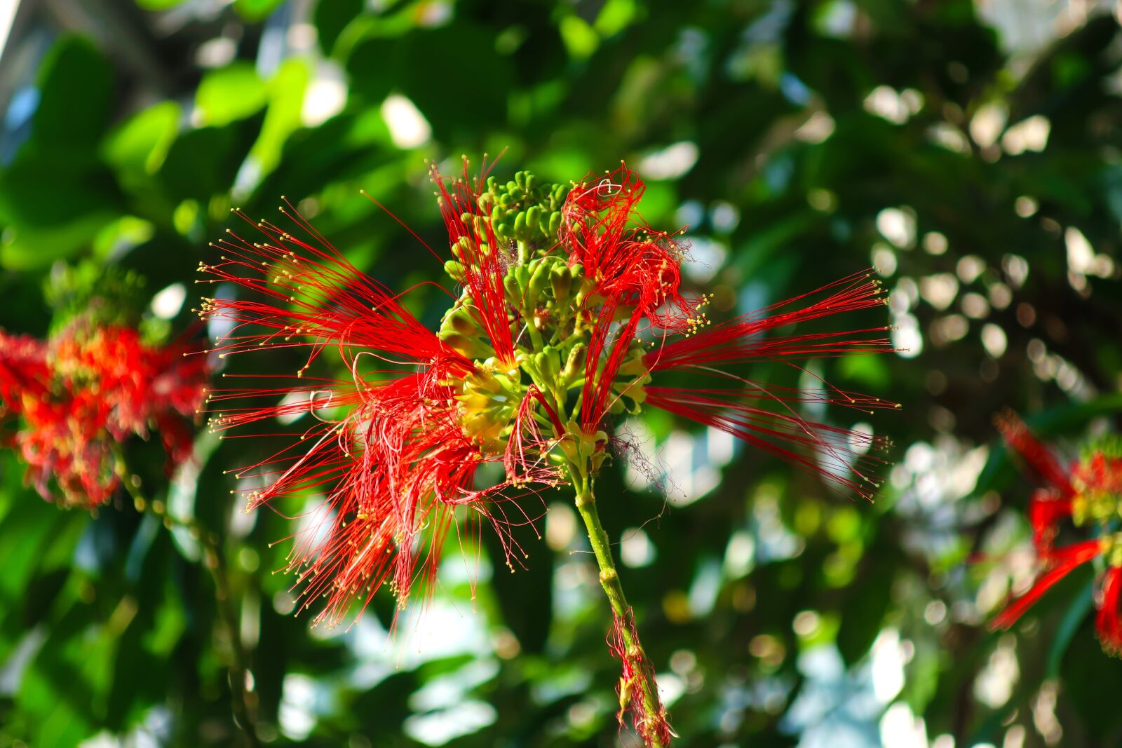 Canon PowerShot G9 X Mark II sample photo. Flowers, plants, red photography