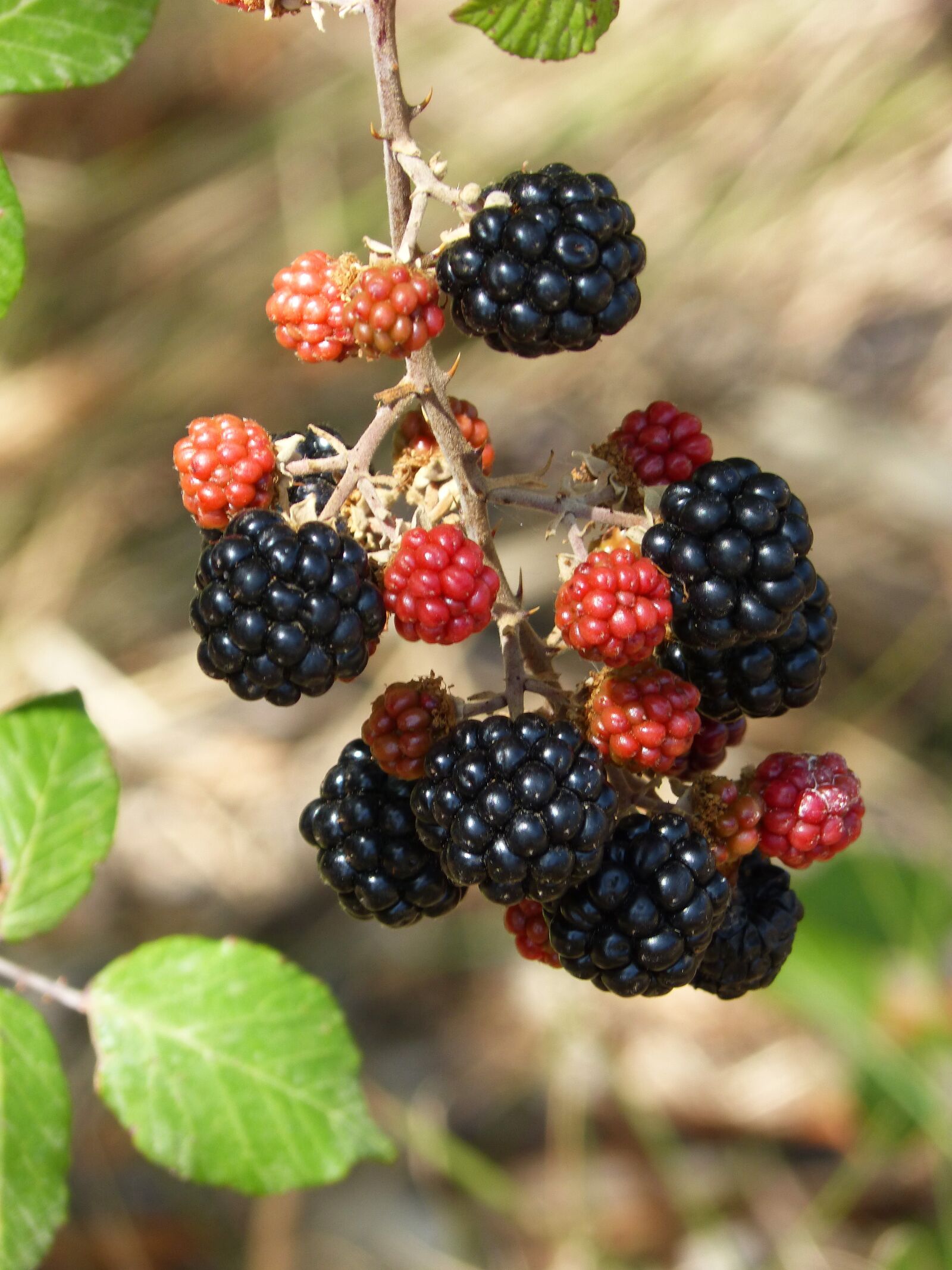 Panasonic DMC-FZ62 sample photo. Mora, blackberry, summer photography