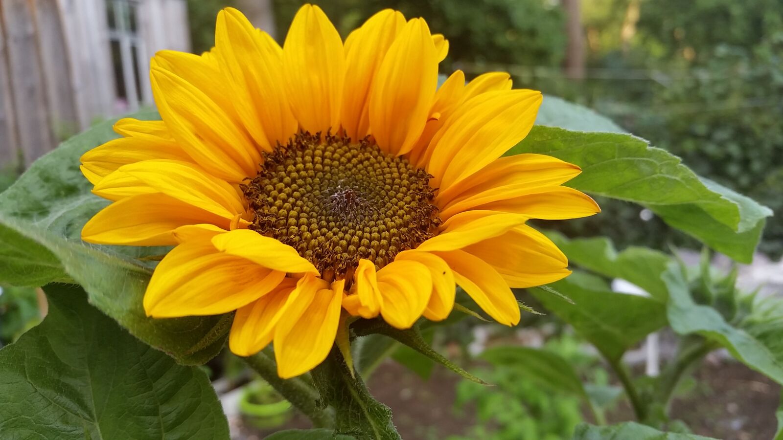Samsung Galaxy S5 sample photo. Sunflower, summer, garden photography