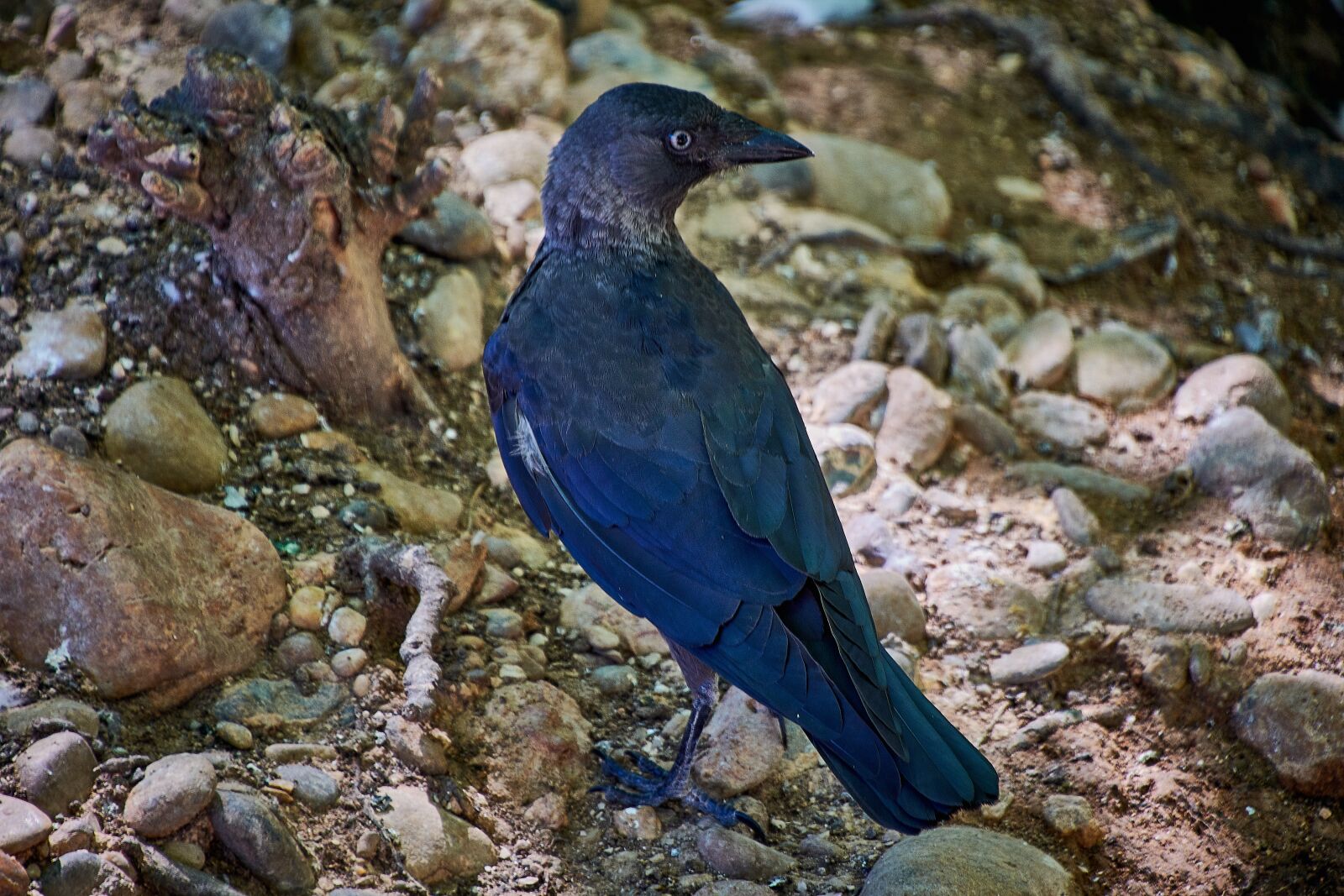 Nikon D7200 sample photo. Rook, ave, animals photography