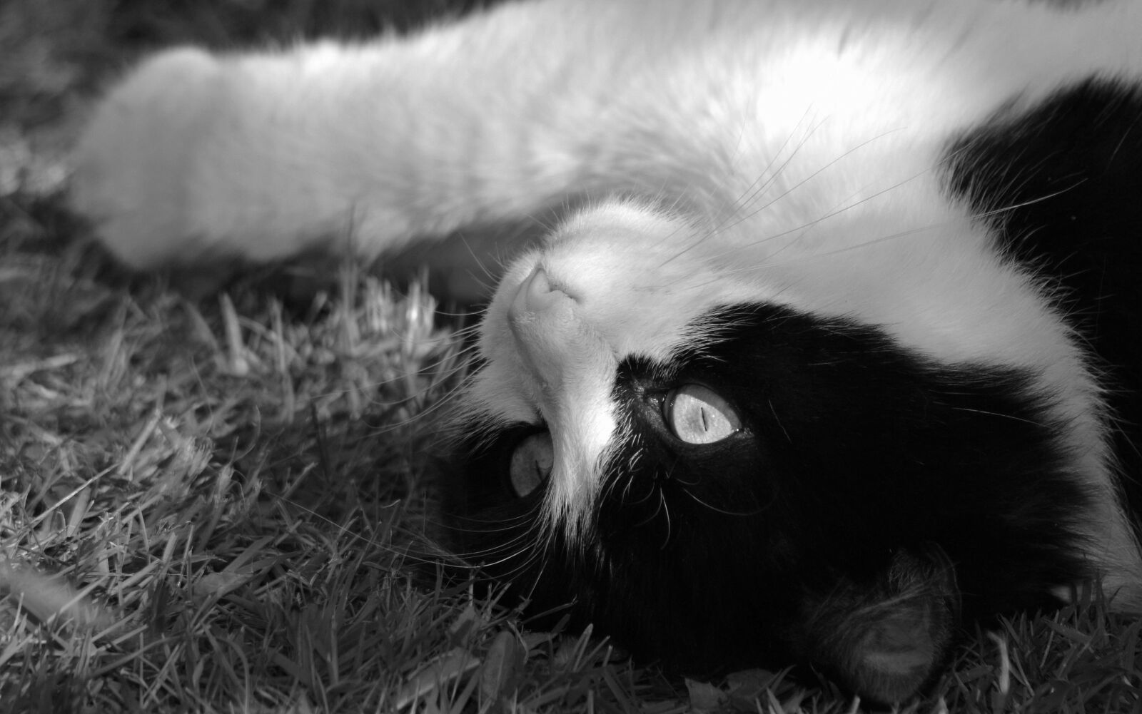 Nikon D3100 sample photo. Cat, animal, fur photography