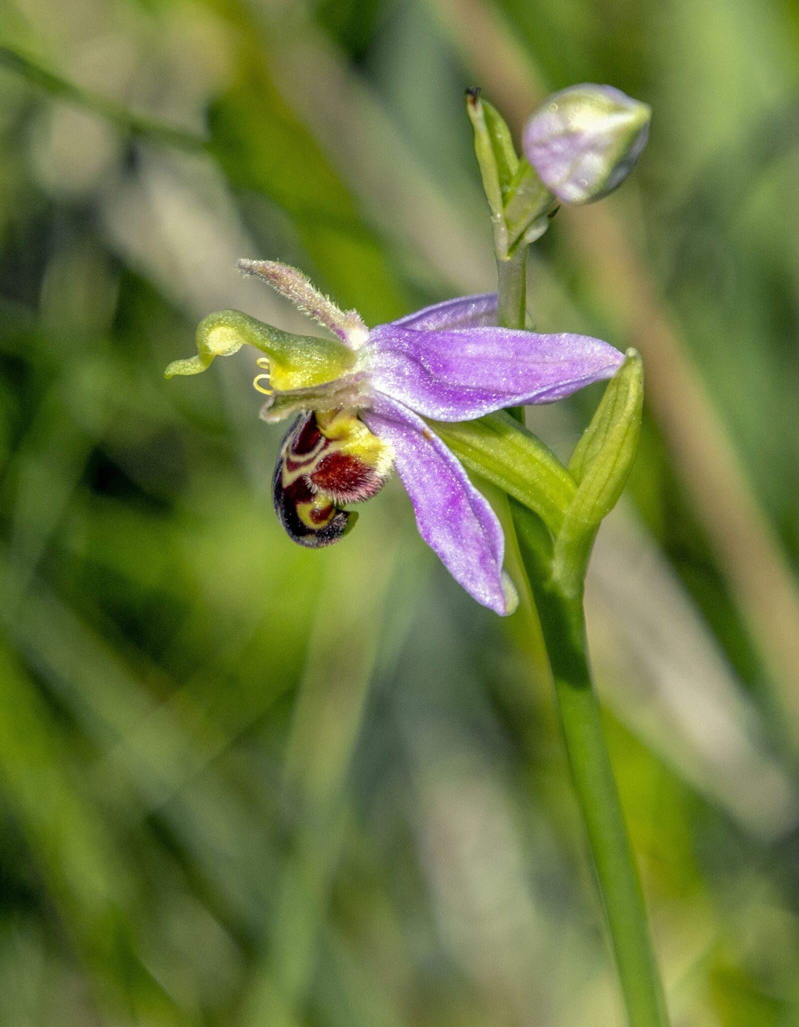 Sigma 100-400mm F5-6.3 DG OS HSM sample photo. Bee-orchid, wildflower, rare photography
