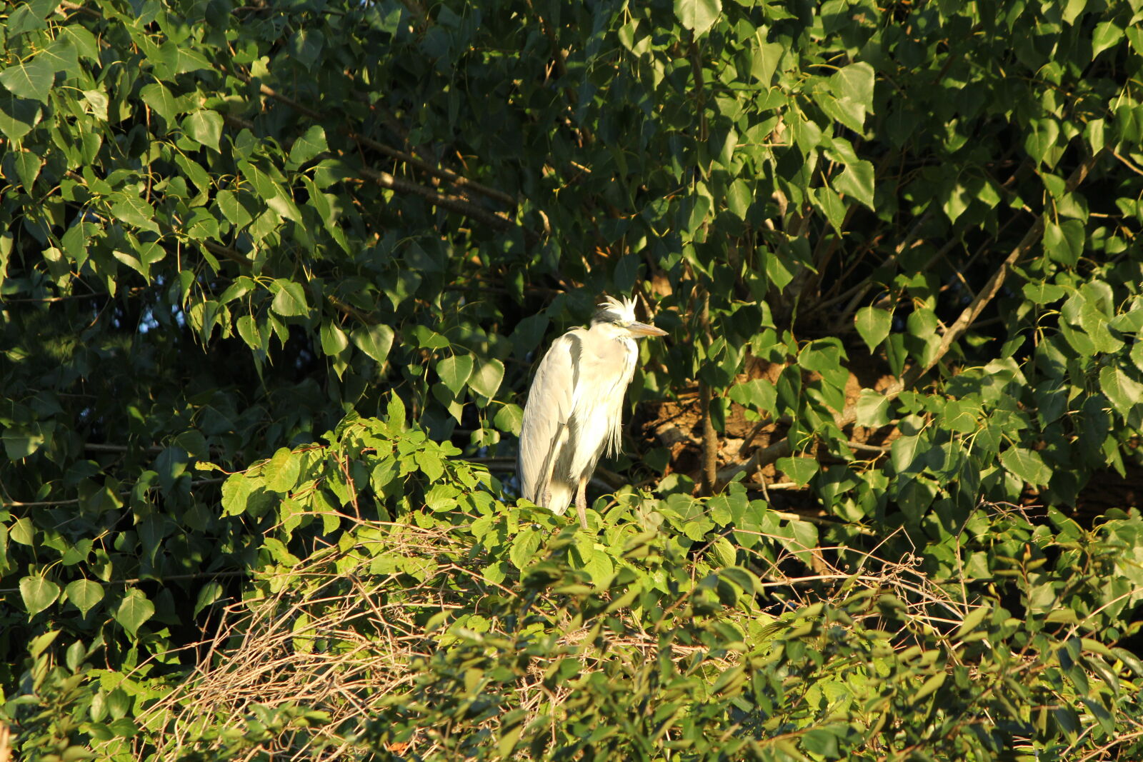 Canon EF-S 55-250mm F4-5.6 IS sample photo