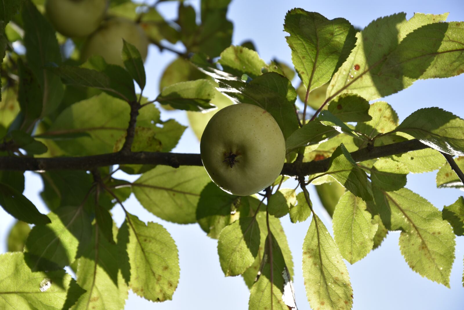 Nikon D3400 sample photo. Green, apple, garden photography