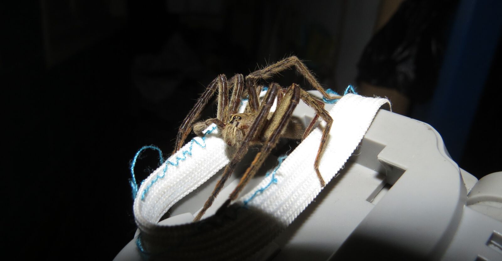 Canon PowerShot SX50 HS sample photo. Nature, insects, quindio photography