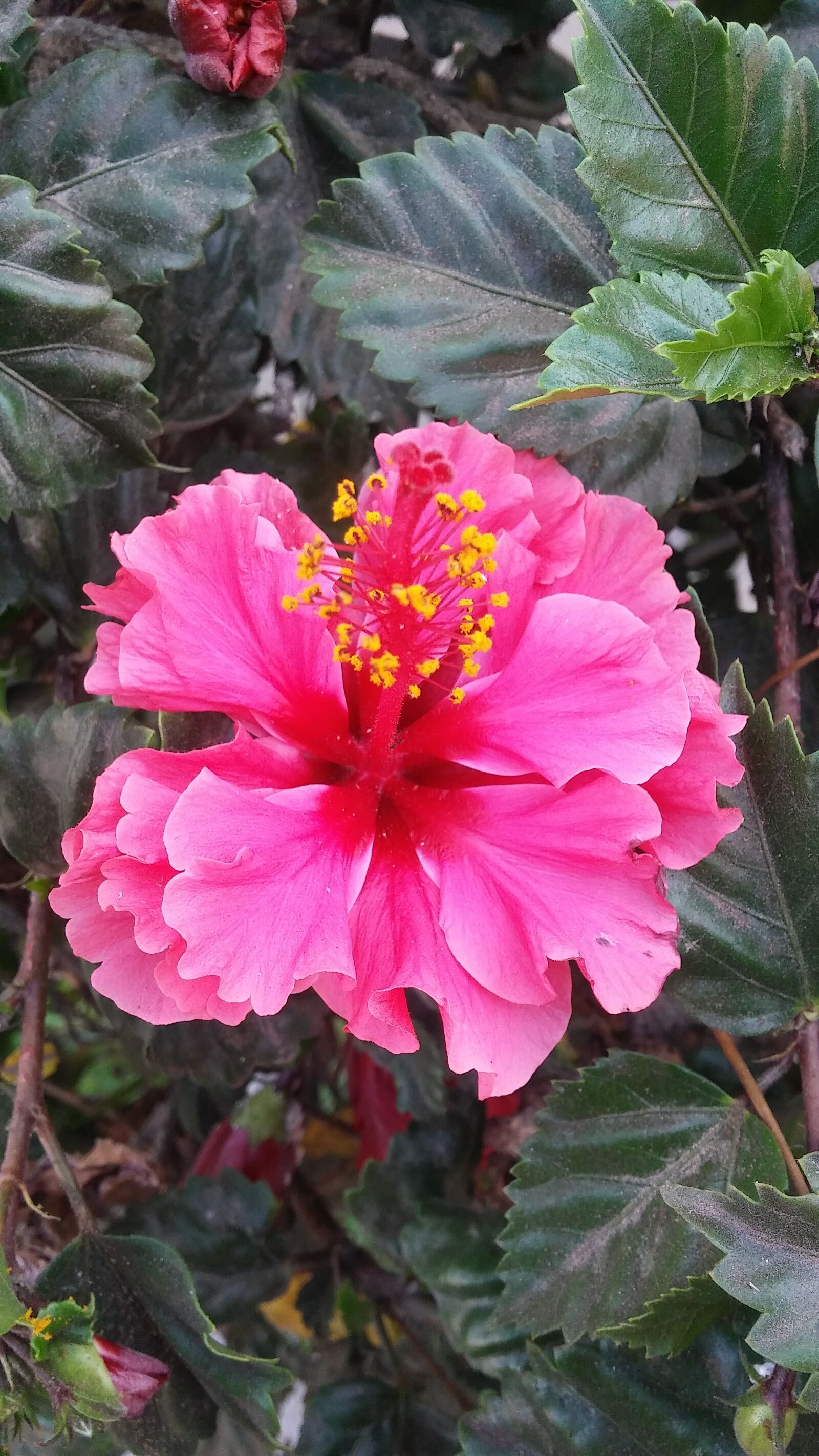 LG G STYLO sample photo. Flower, hibiscus, rosa photography