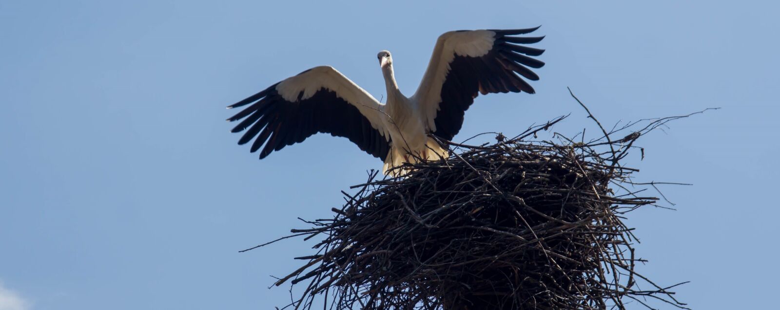 Canon EOS 60D sample photo. Bird, stork, jack photography