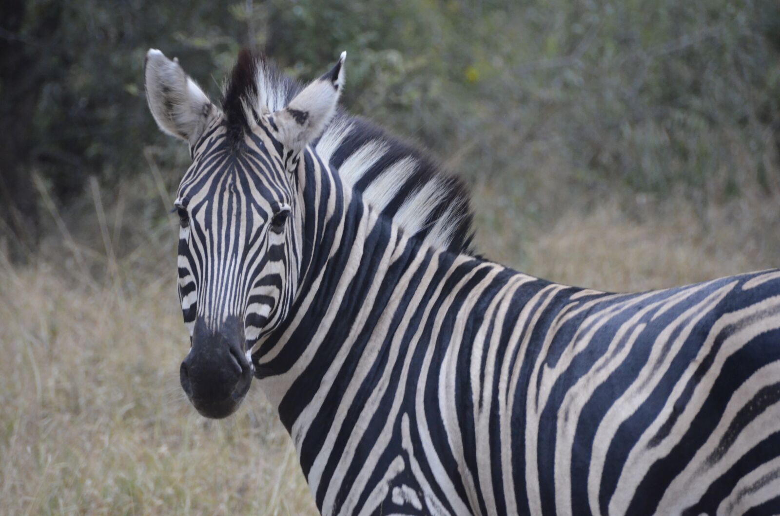 Nikon D7000 sample photo. Animal, zebra, africa photography