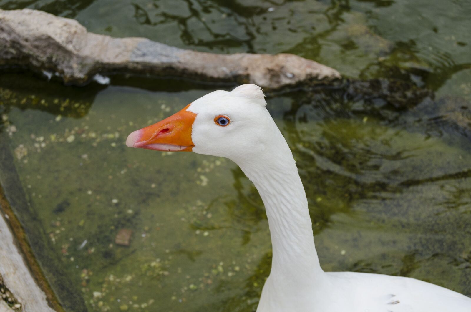 Nikon D5100 sample photo. Animal, nature, peak photography