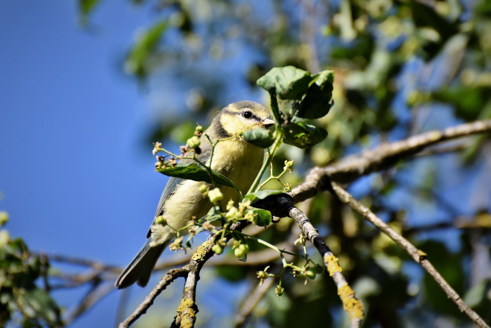 Nikon D7200 sample photo. Tit, songbird, bird photography