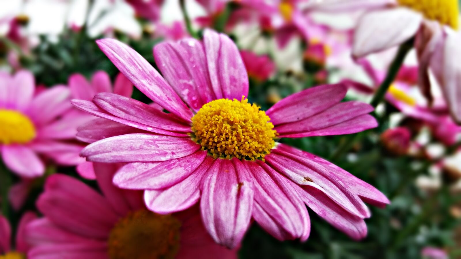 Samsung Galaxy J5 sample photo. Flower, plant, nature photography