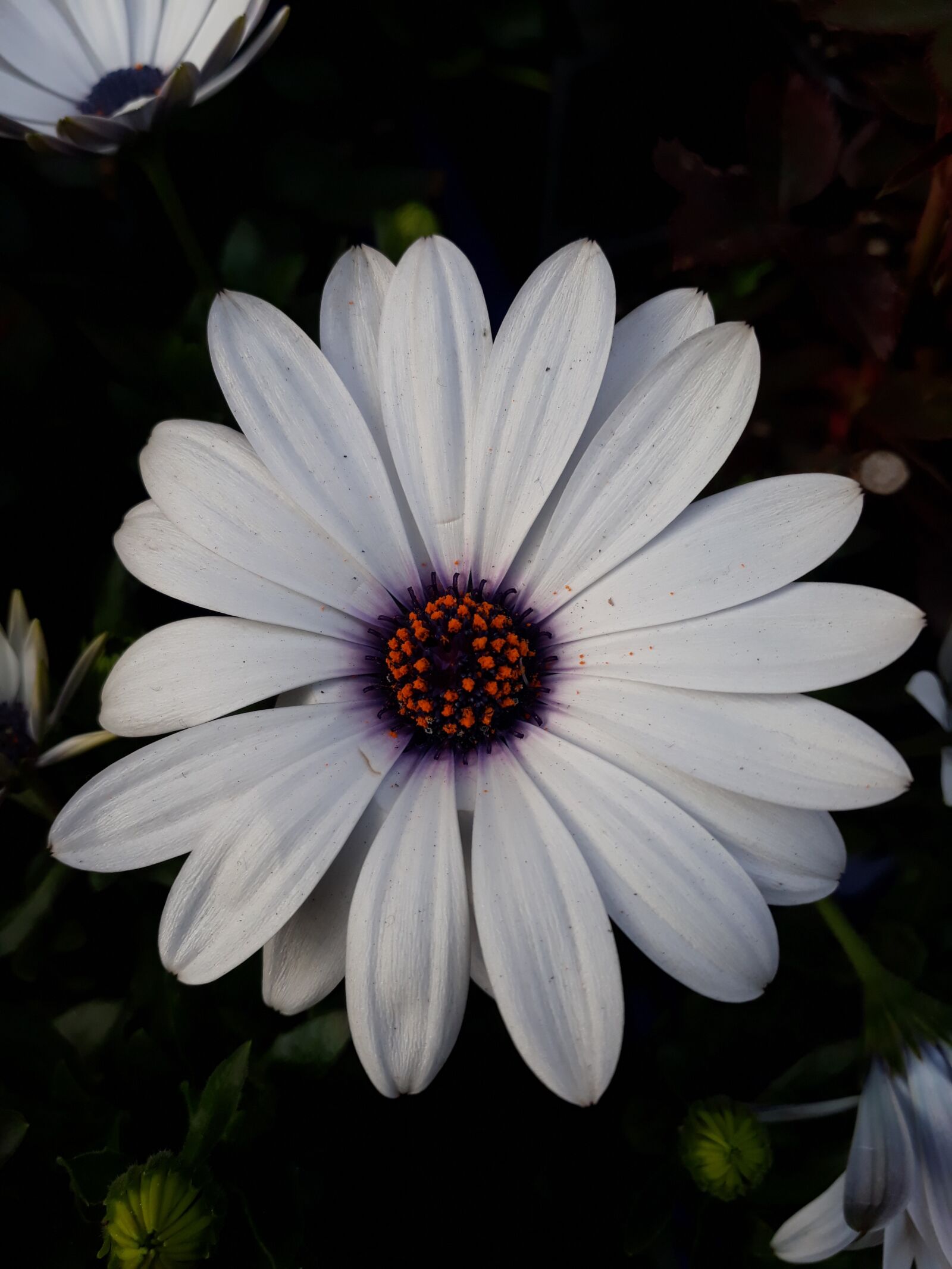 Samsung Galaxy A3(2017) sample photo. Flower, nature, plants photography